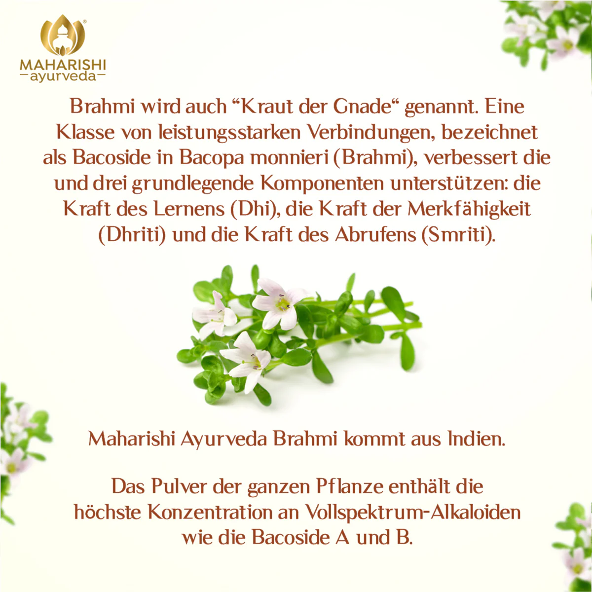 Brahmi Bio Super Herb – Brahmi Nahrungsergänzung, Bio Ayurveda Kräuter - Image 3